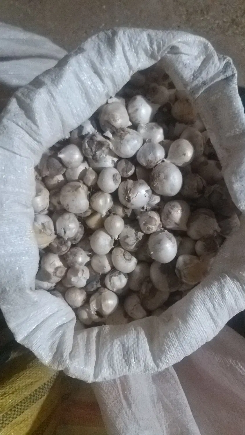موسیر|گل و گیاه طبیعی|داران, |دیوار