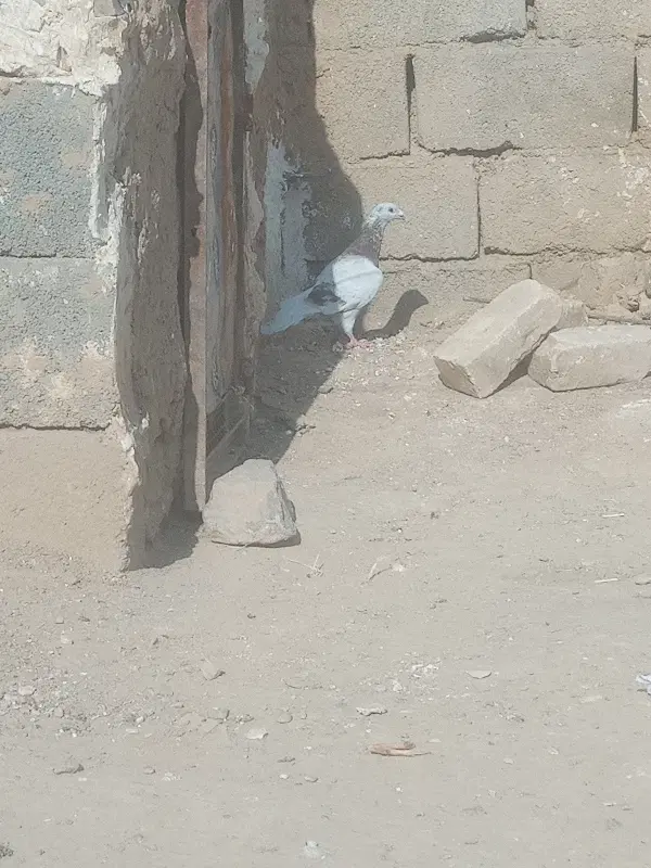 کفتر|پرنده|قوچان, |دیوار