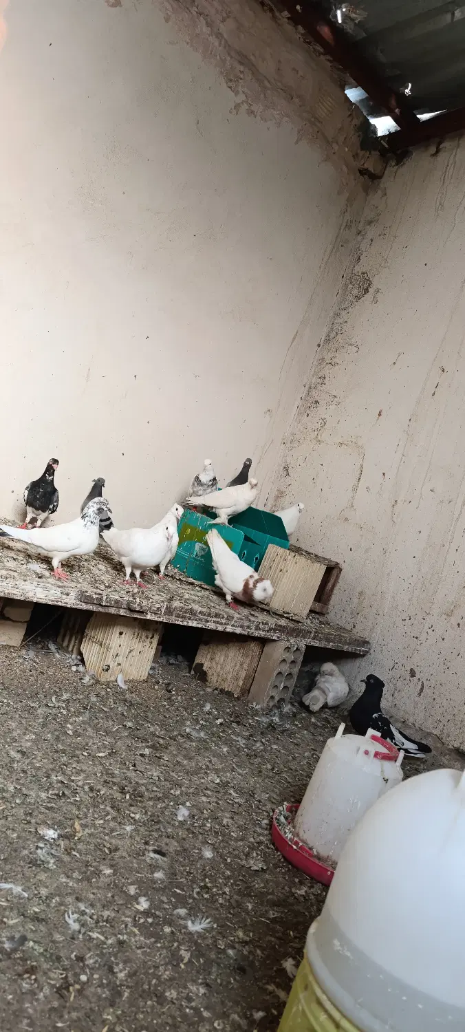 کفتر|پرنده|کهنوج, |دیوار
