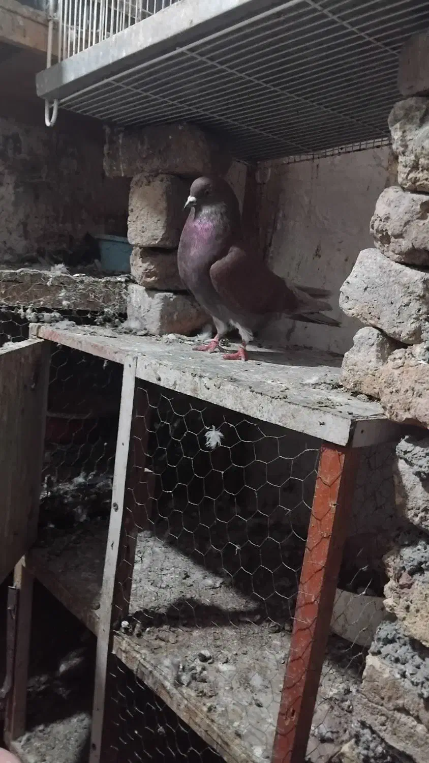 کفتر سرخ|پرنده|خان ببین, |دیوار