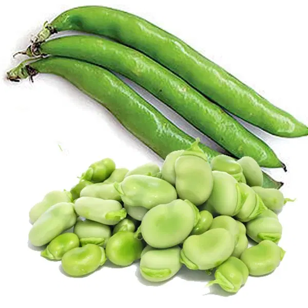 خونگی|خوردنی و آشامیدنی|رشت, سعدی (تختی)|دیوار