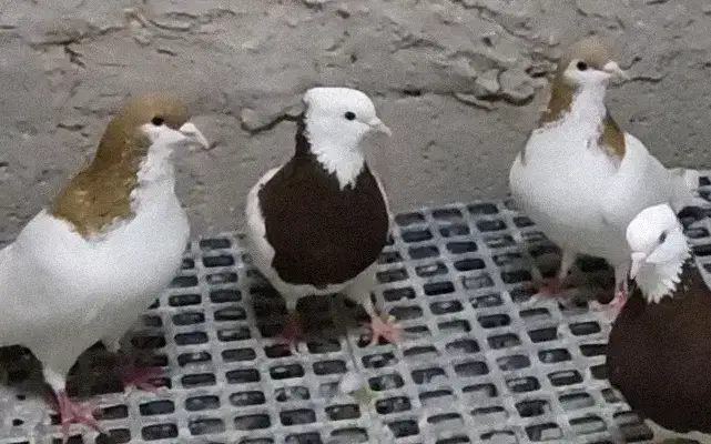 خال زرد|پرنده|جوین, |دیوار