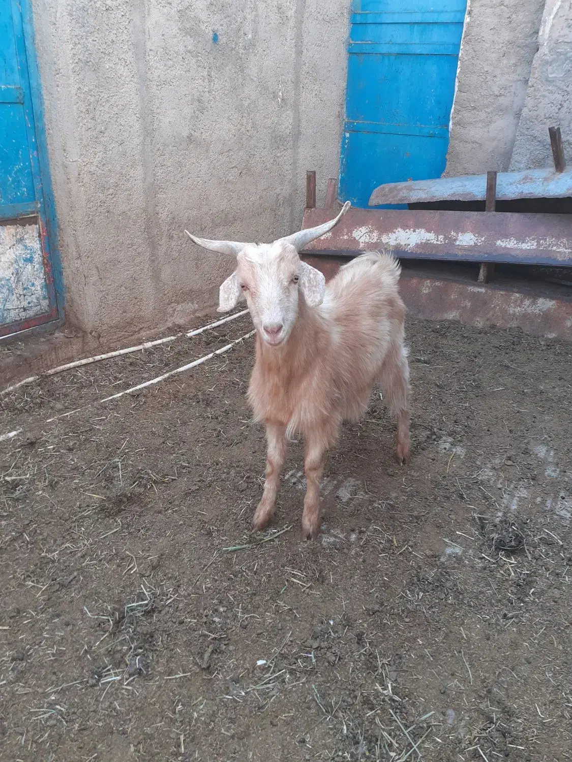 بزغاله نرفروشی|حیوانات مزرعه|جوادآباد, |دیوار