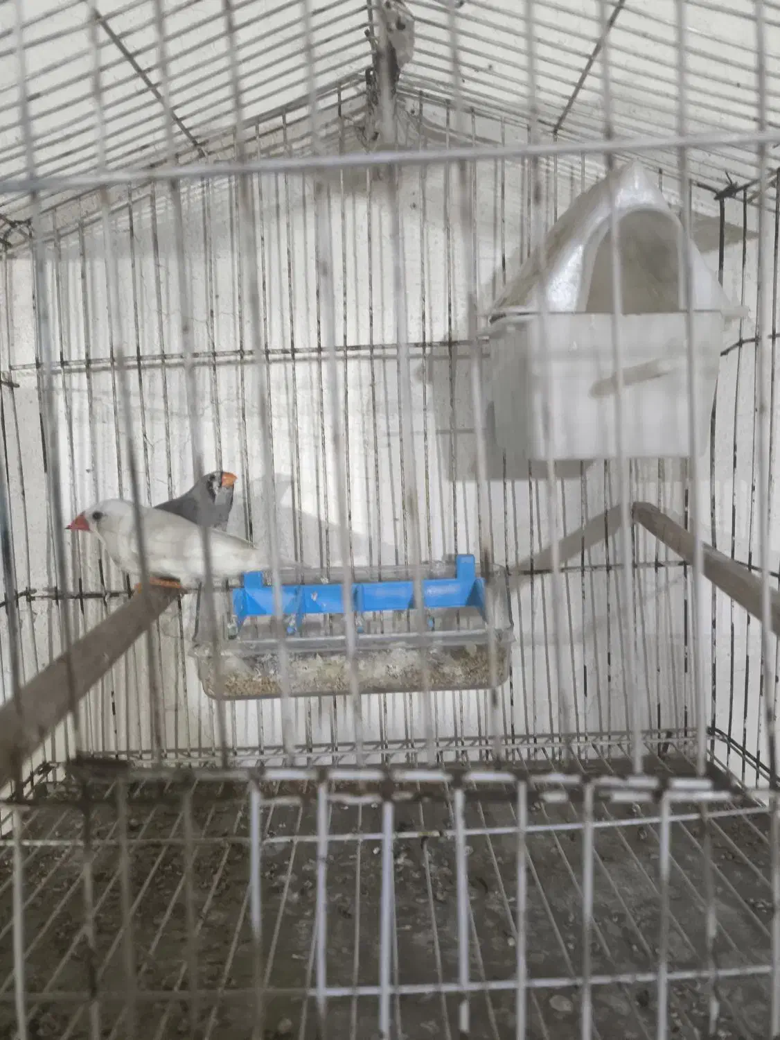 فنچ|پرنده|بندر گناوه, |دیوار