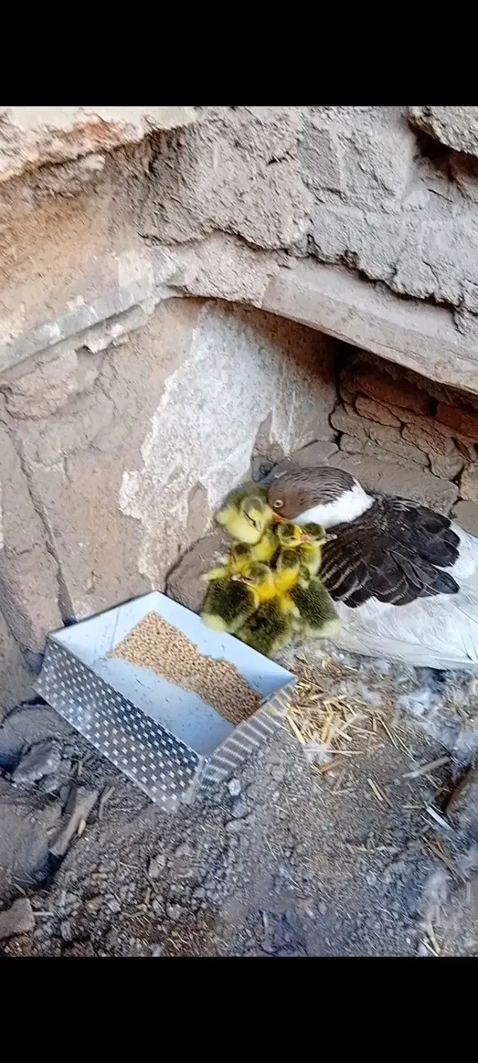 غاز محلی|حیوانات مزرعه|قزوین, |دیوار