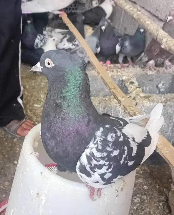 پرنده|پرنده|فورگ, |دیوار