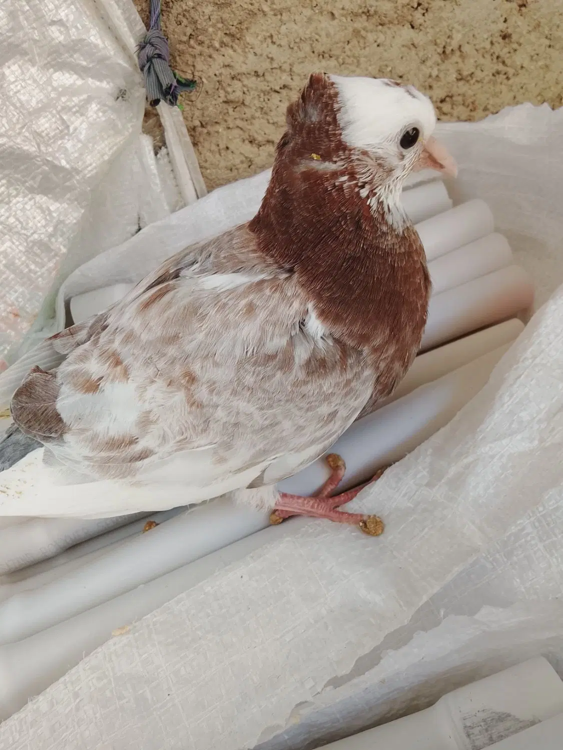 کفتر|پرنده|سمنان, |دیوار
