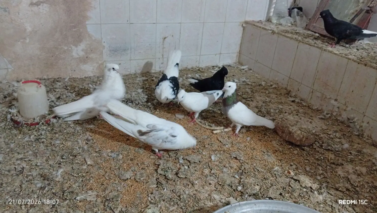 کفتر|پرنده|بم, |دیوار