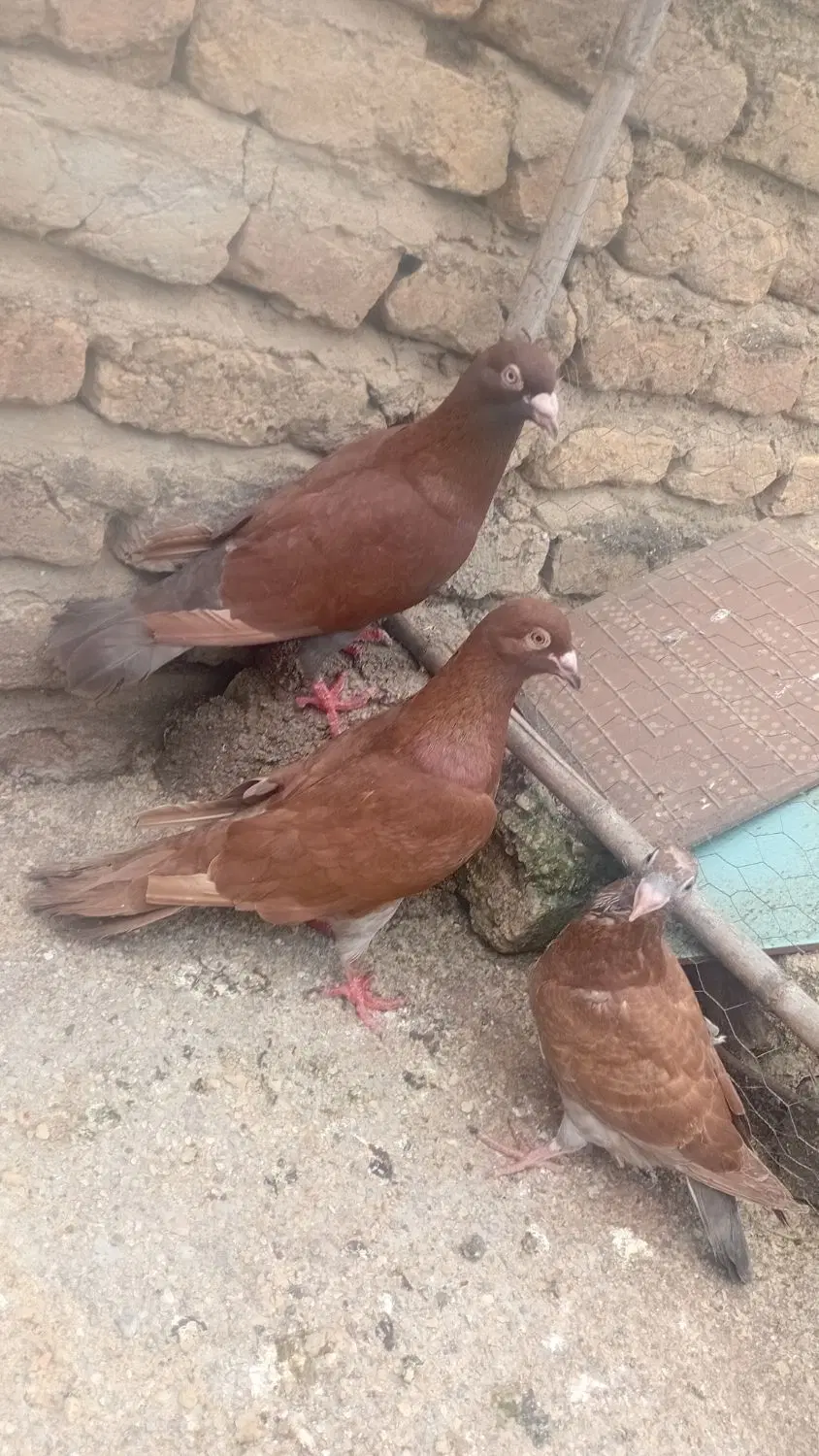 کبوتر|پرنده|گالیکش, |دیوار