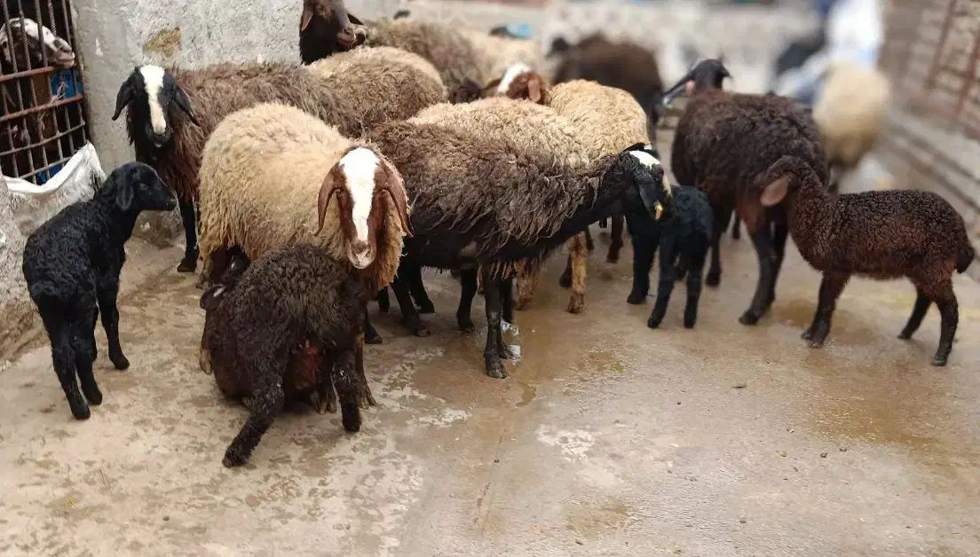 گوسفند افشار بابره خرج خوره|حیوانات مزرعه|قزوین, |دیوار