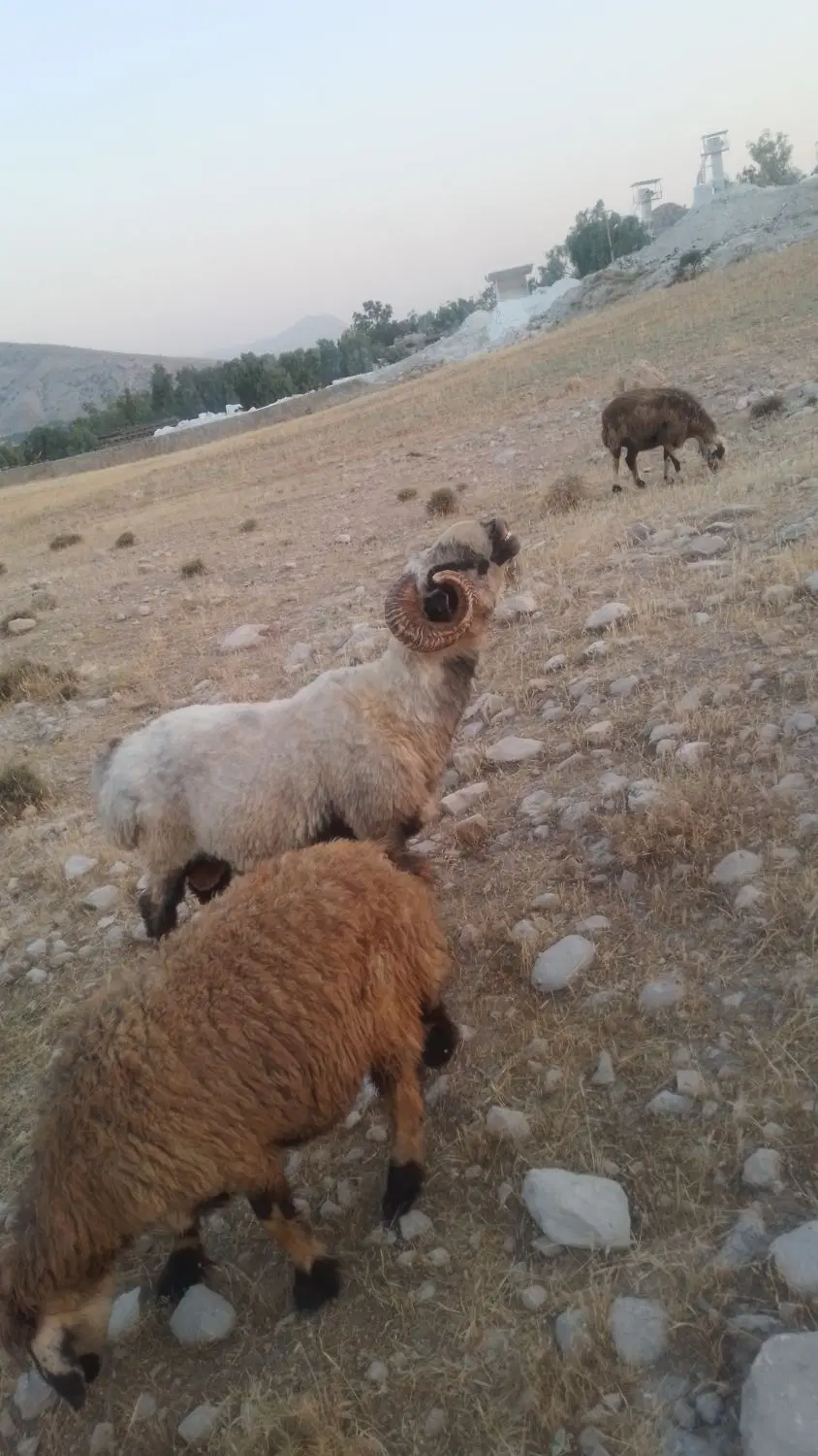قوچ|حیوانات مزرعه|کوه چنار, |دیوار