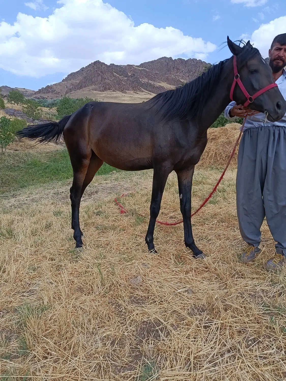 فروشی|اسب و تجهیزات اسب‌سواری|مهاباد (آذربایجان غربی), |دیوار