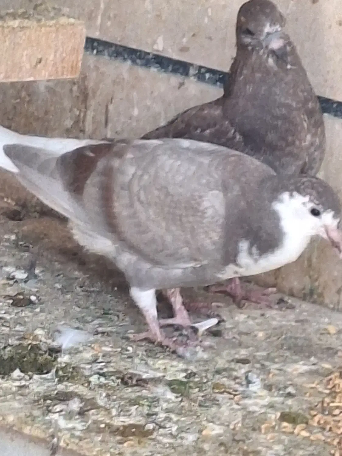 ۶ عدد کبوتر|پرنده|محمدیه-قزوین, |دیوار