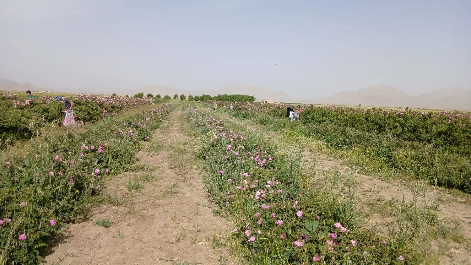 گل محمدی|خدمات باغبانی و درختکاری|شراء, |دیوار