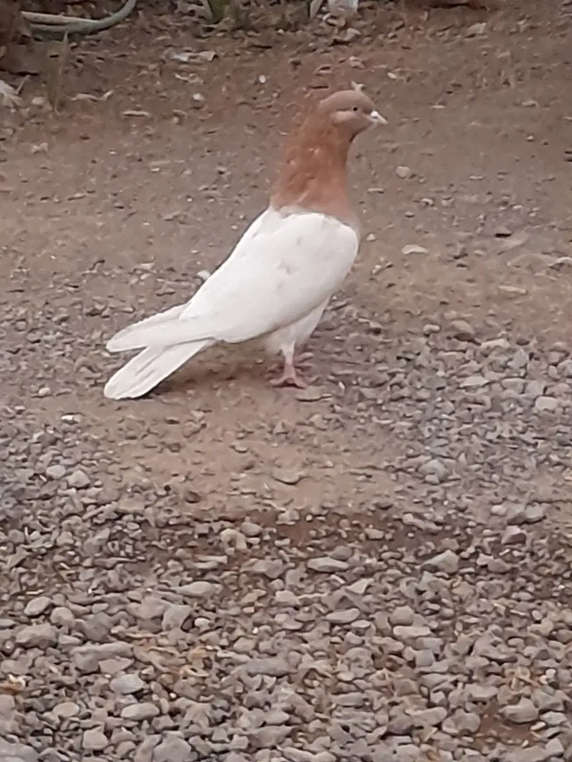 بازیکن|پرنده|بم, |دیوار