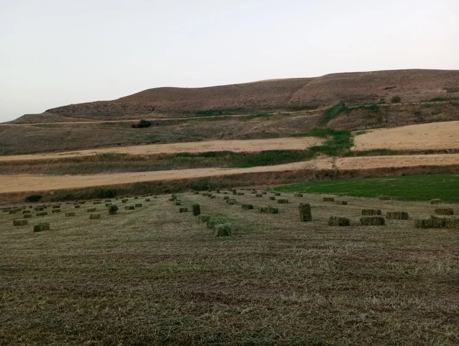 یونجه|لوازم جانبی حیوانات|میانه, |دیوار