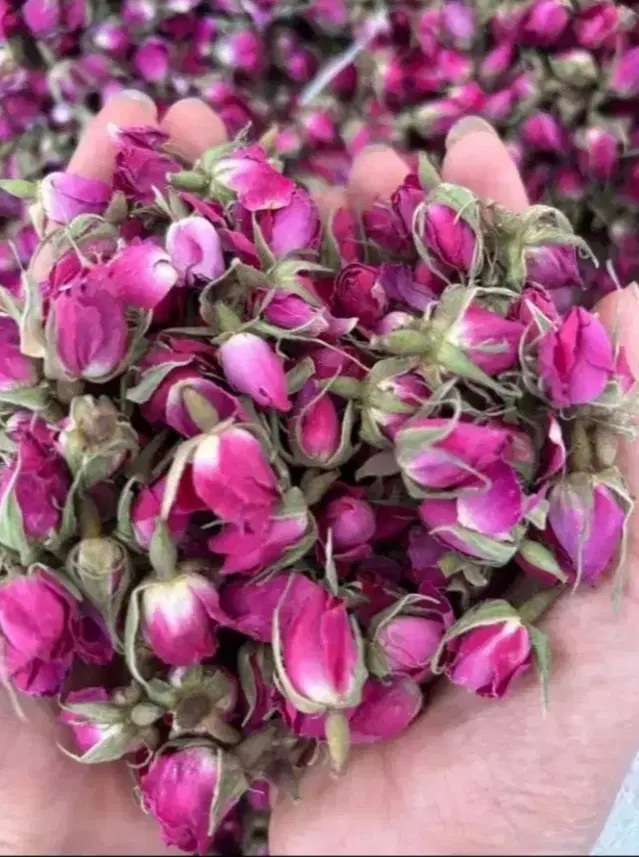 محمدی گل|گل و گیاه طبیعی|میانه, |دیوار
