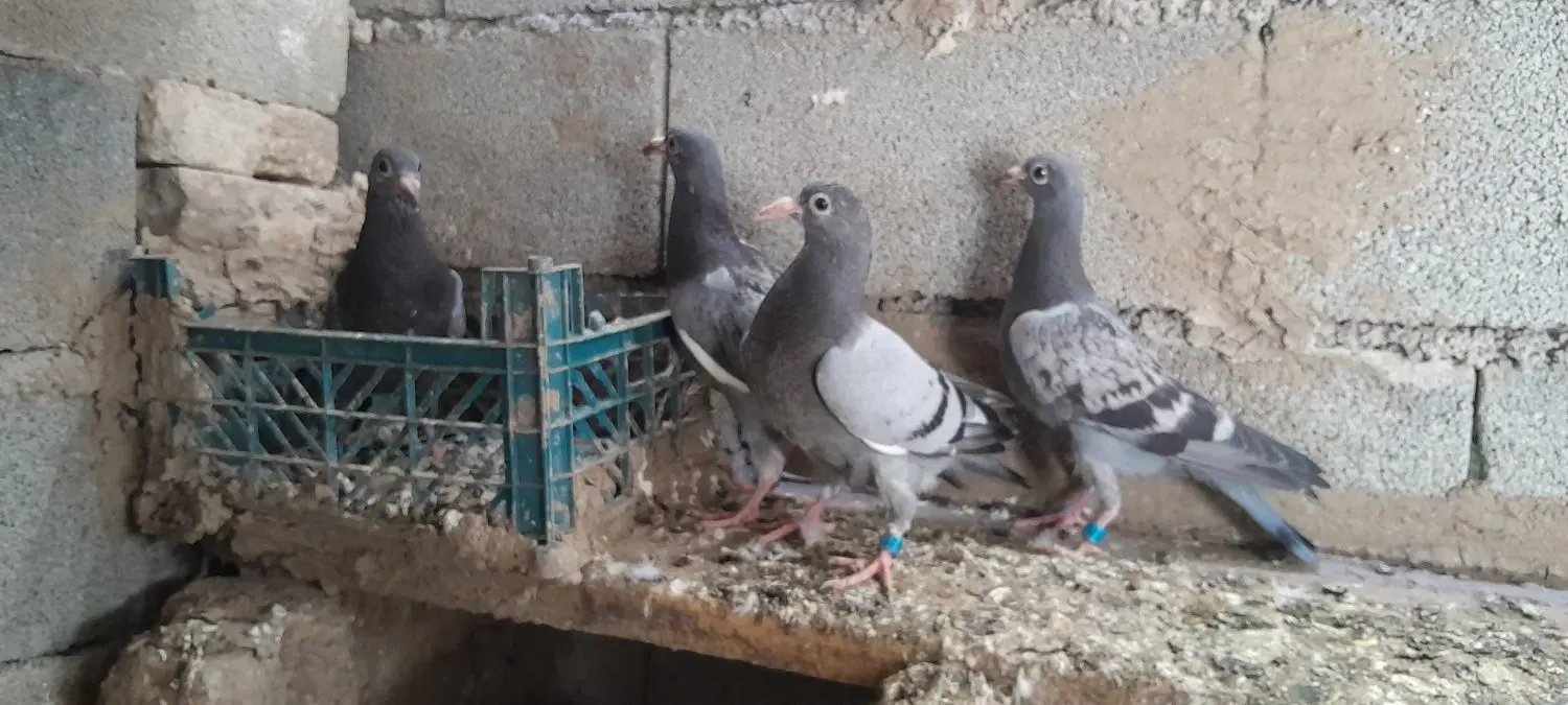 کبوتر|پرنده|کلاله, |دیوار