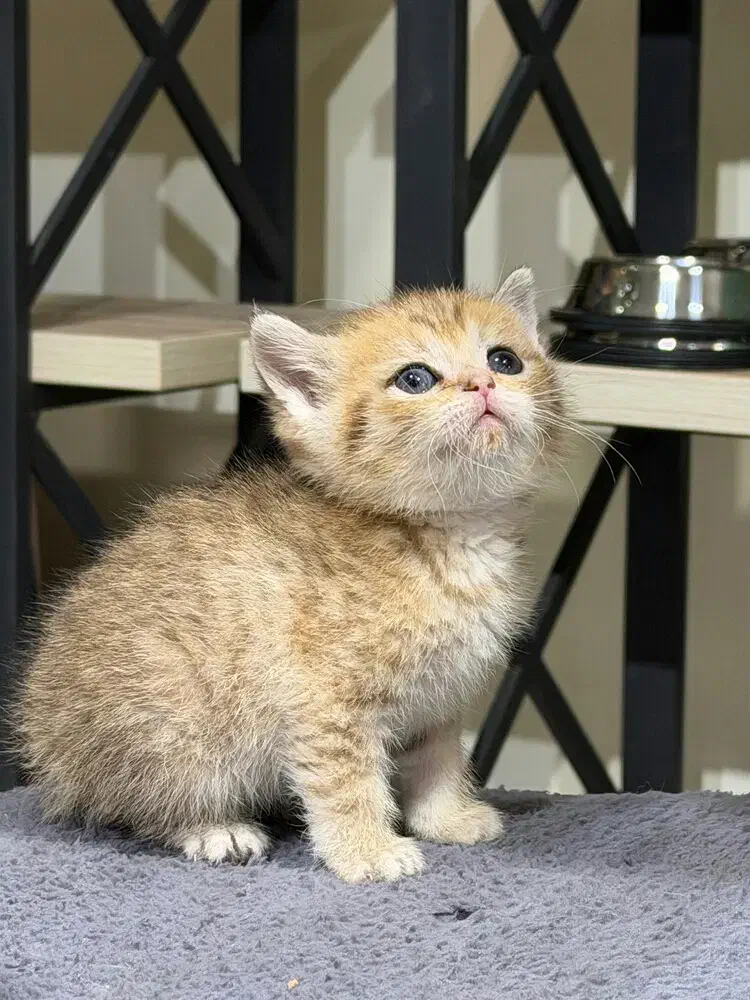 گریه اسکاتیش|گربه|تهران, اختیاریه|دیوار