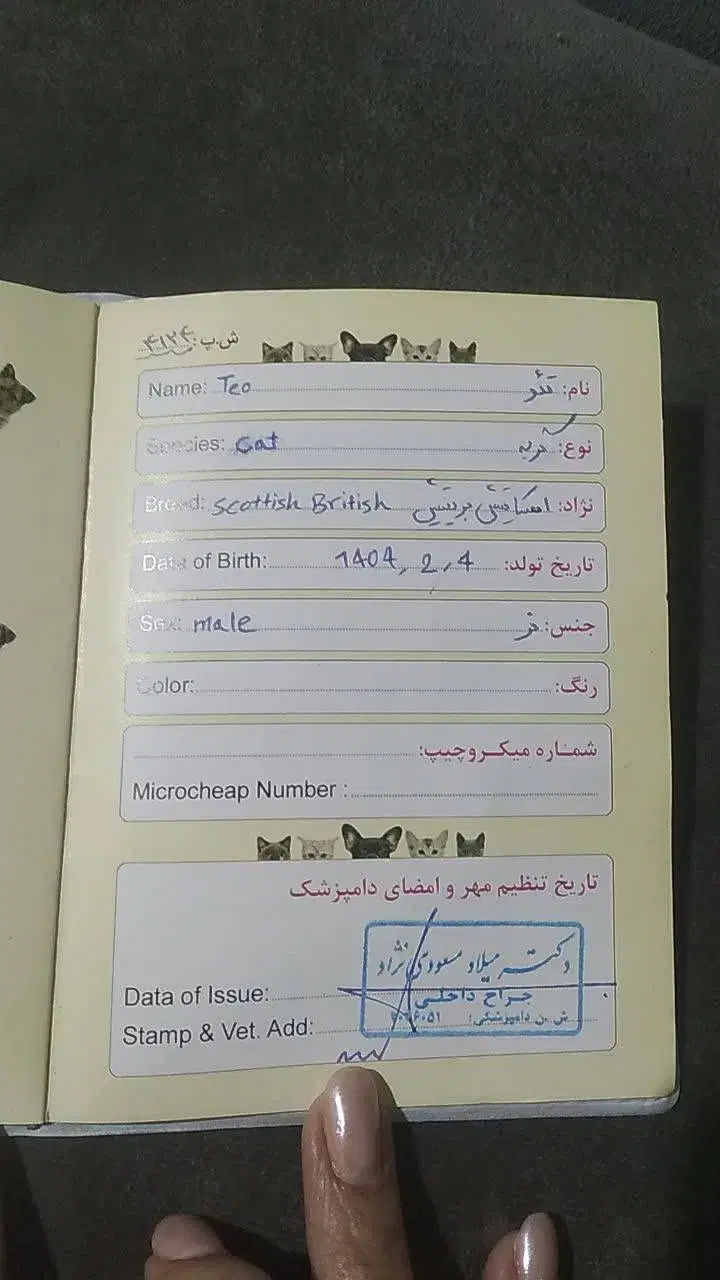 گربه|گربه|اهواز, کوروش|دیوار