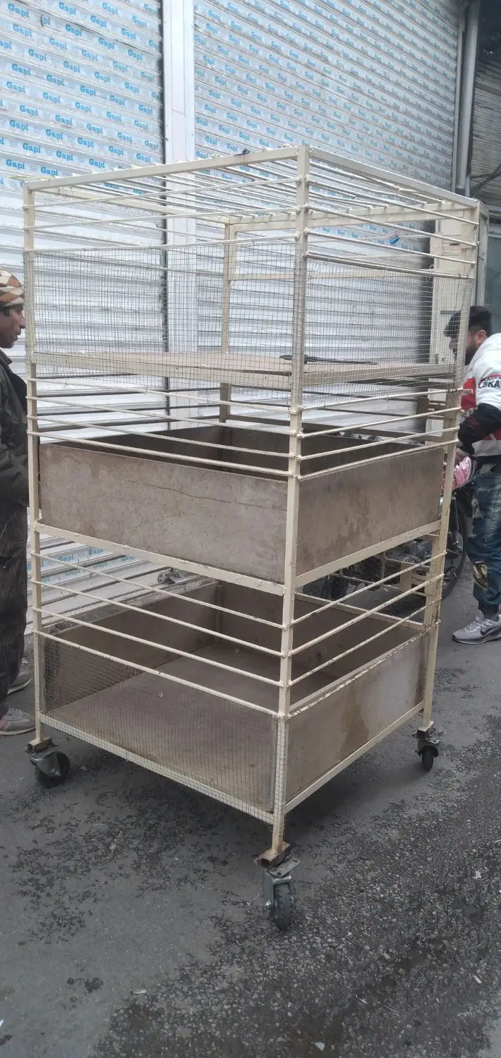 کفتر|لوازم جانبی حیوانات|بروجرد, |دیوار