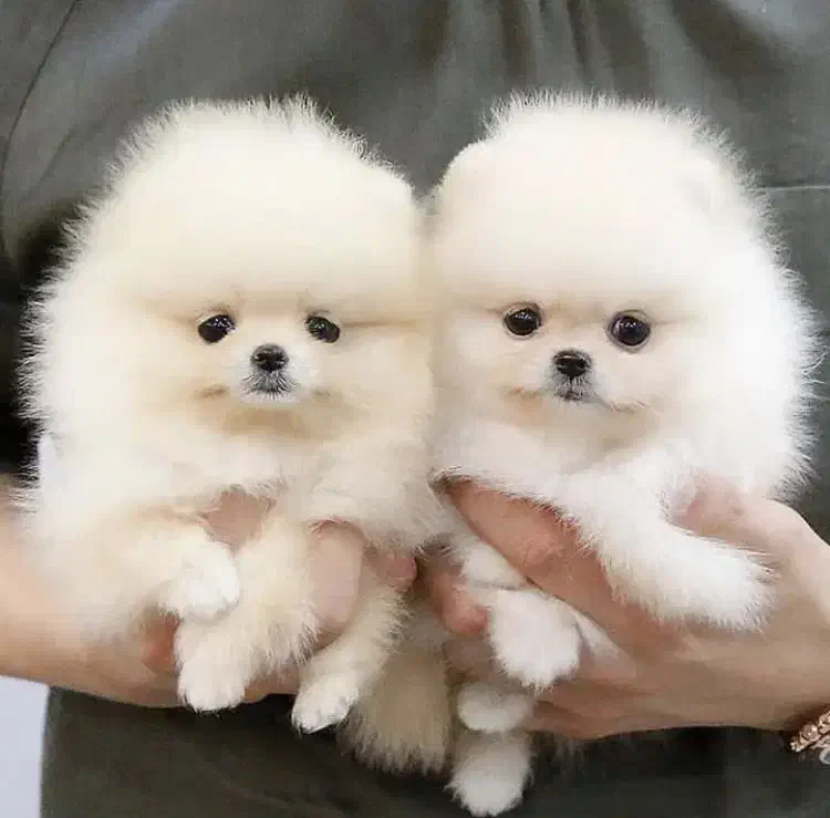 پامرانین|سگ|تهران, پاسداران|دیوار