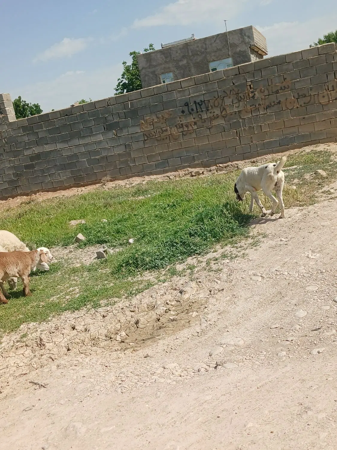 سگ گله|سگ|شیروان (خراسان), |دیوار