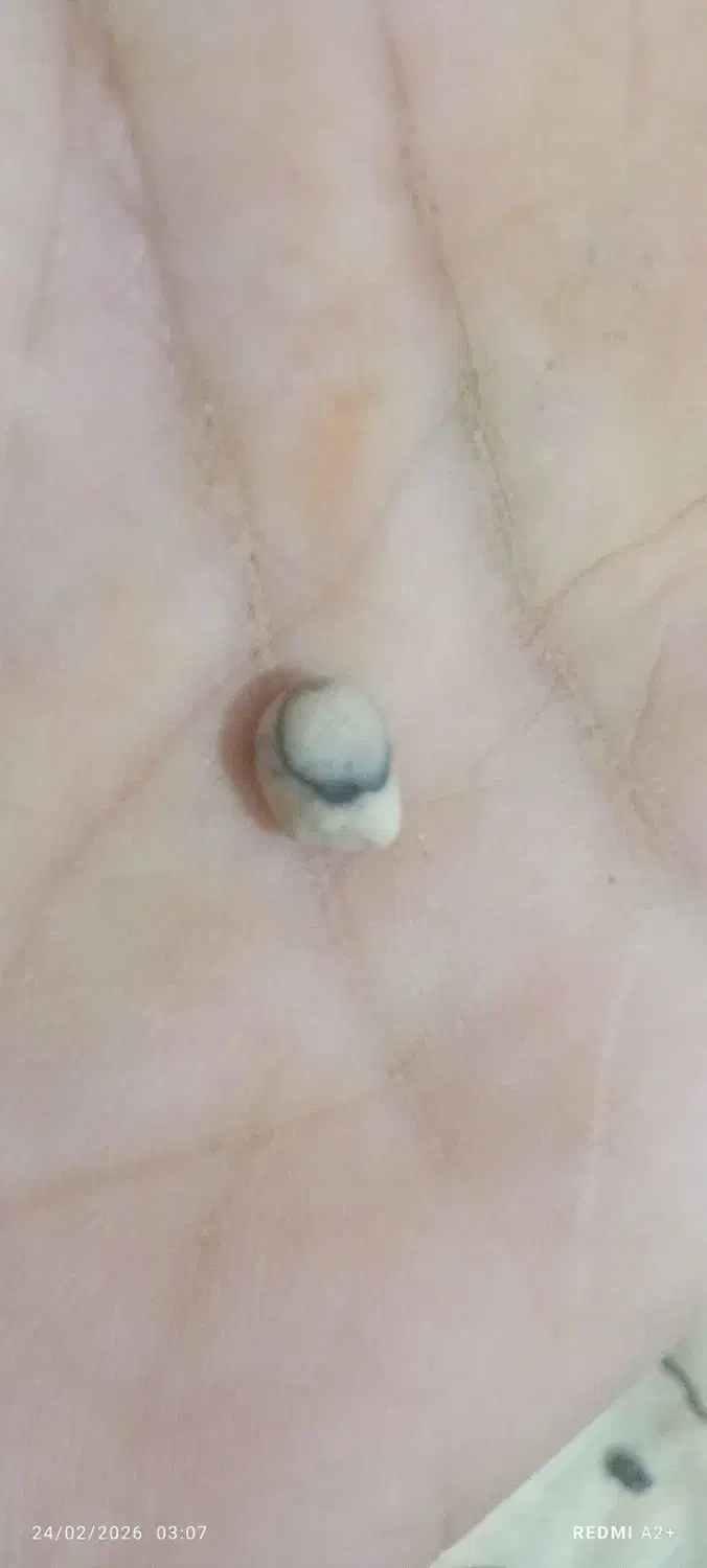 سنگ گبری|کلکسیون اشیاء عتیقه|آبکوه, |دیوار