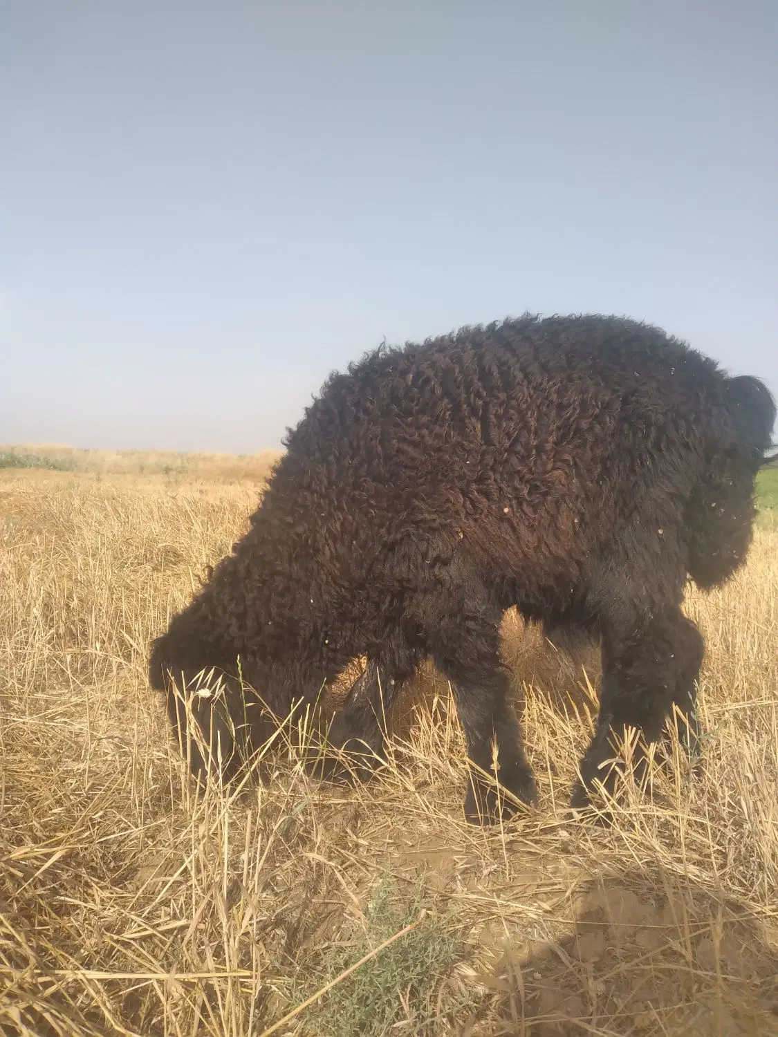بره|حیوانات مزرعه|شوشتر, |دیوار