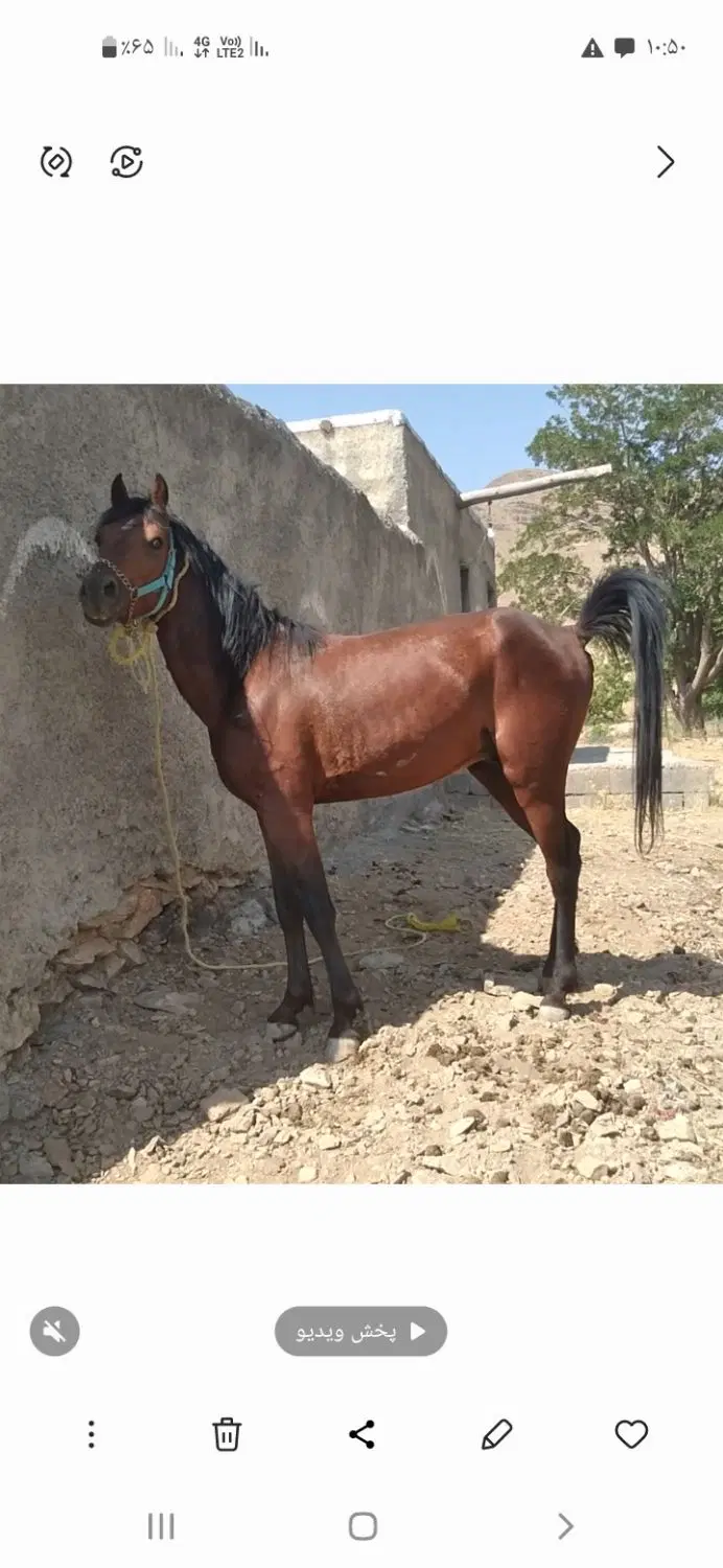 اسب|اسب و تجهیزات اسب‌سواری|سنندج, |دیوار