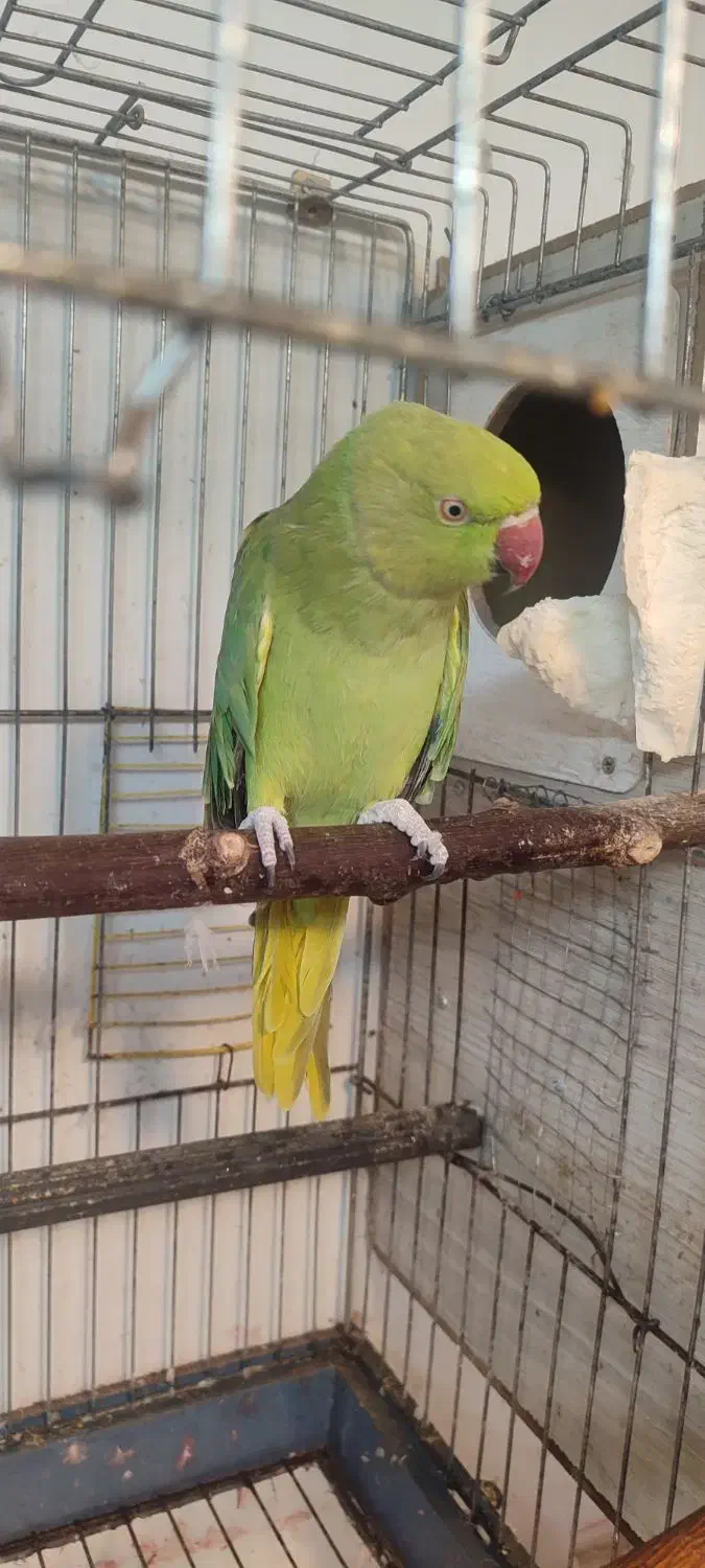 طوطی ملنگو ماده|پرنده|بروجرد, |دیوار