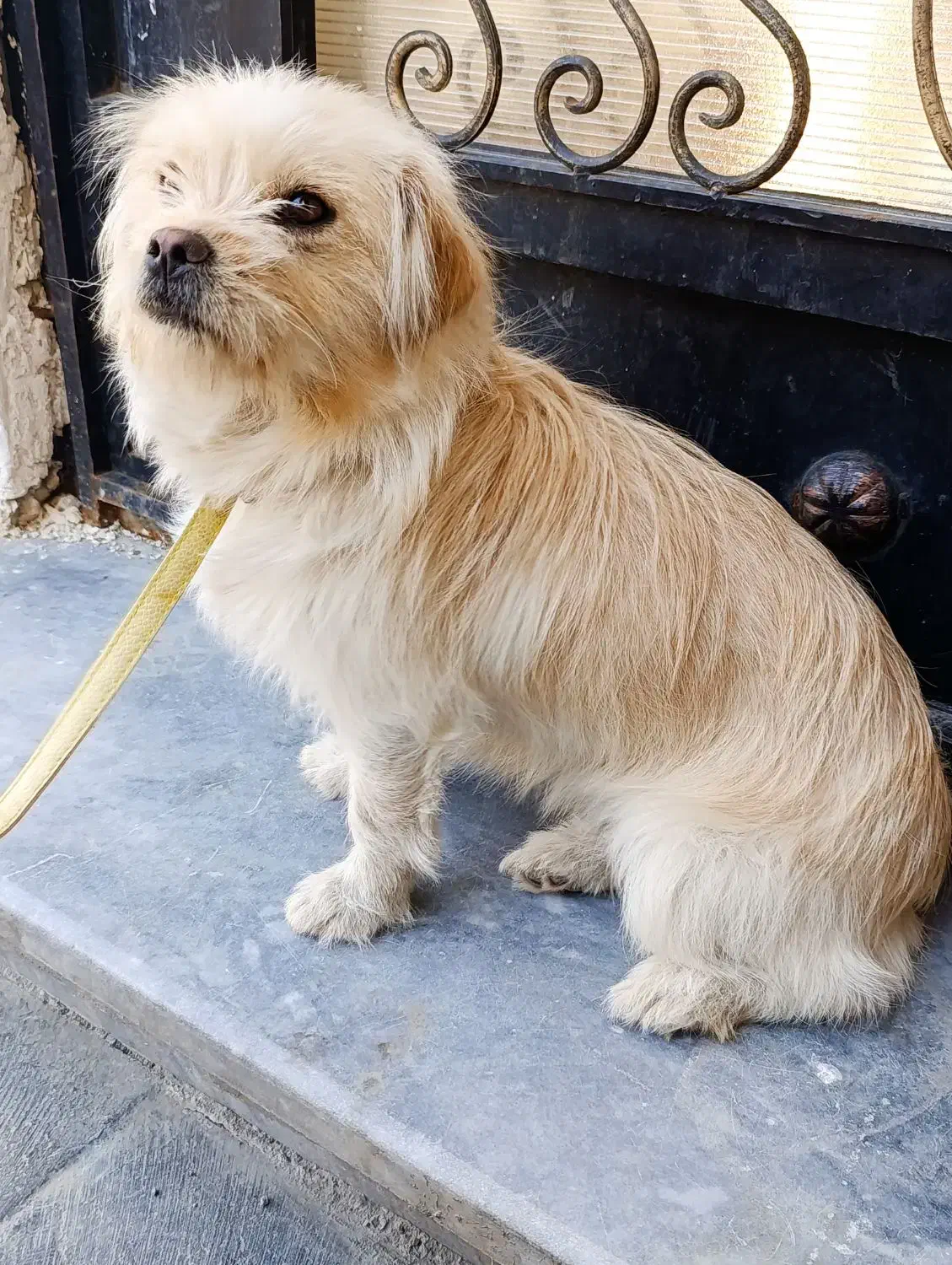 سگ Glen|سگ|چالدران, |دیوار