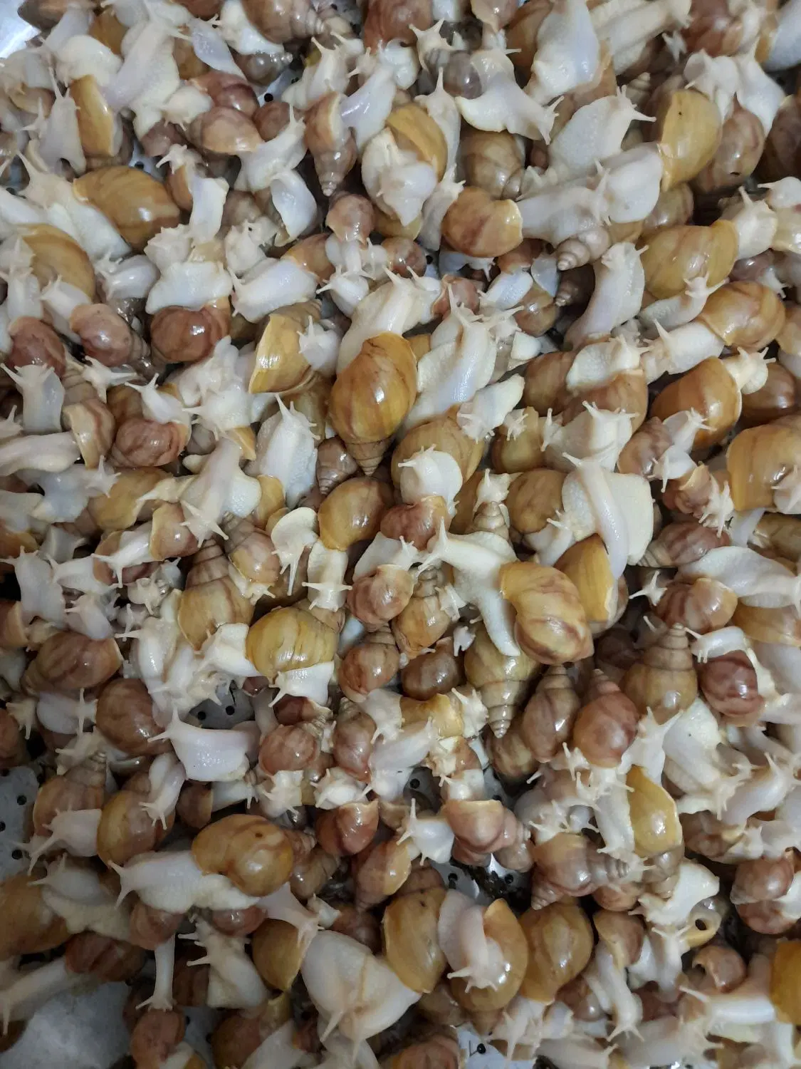 حلزون|خزنده|شیبکوه (فارس), |دیوار