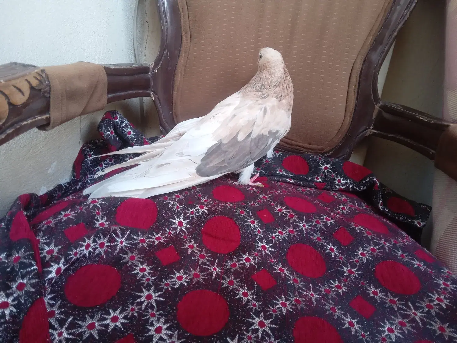 سرور|پرنده|کبودرآهنگ, |دیوار