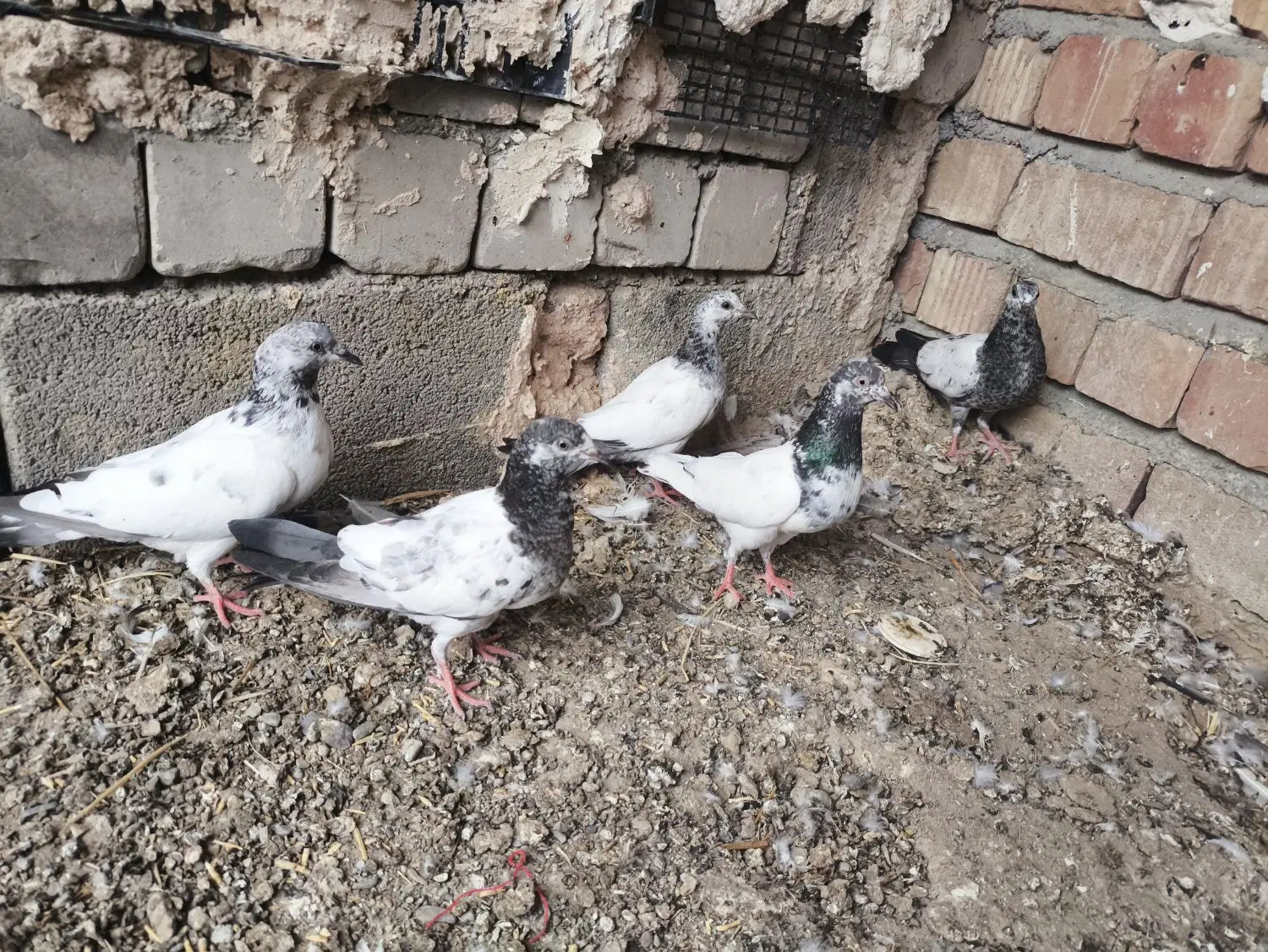 کفتر|پرنده|بمپور, |دیوار