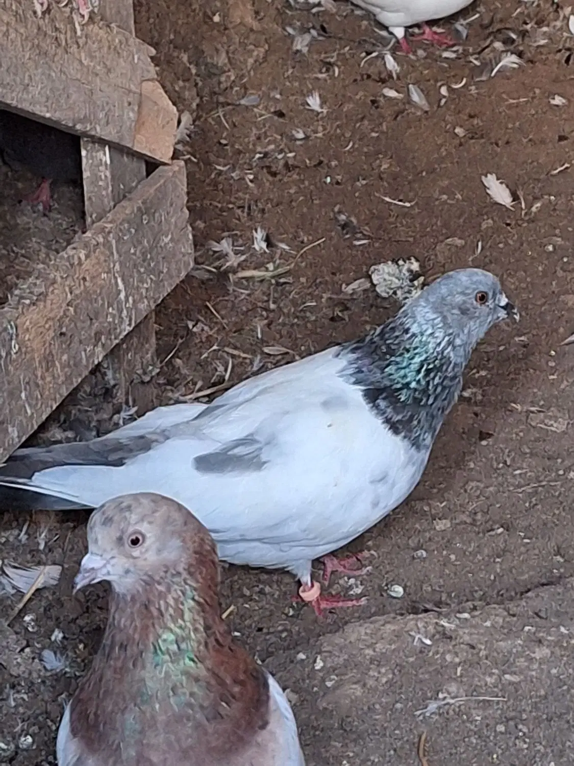سپه|پرنده|نمین, |دیوار