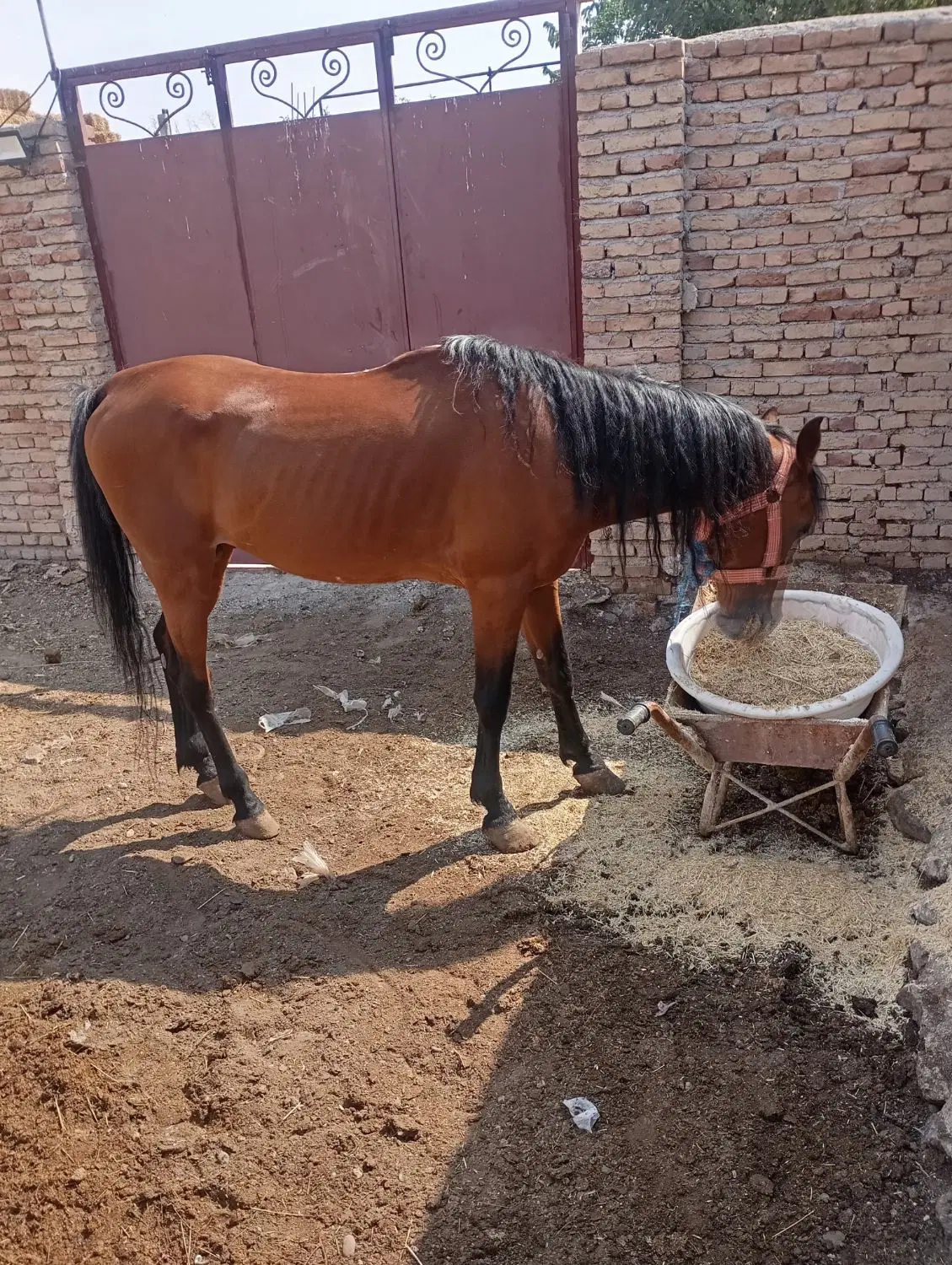 اسب|اسب و تجهیزات اسب‌سواری|اردبیل, |دیوار