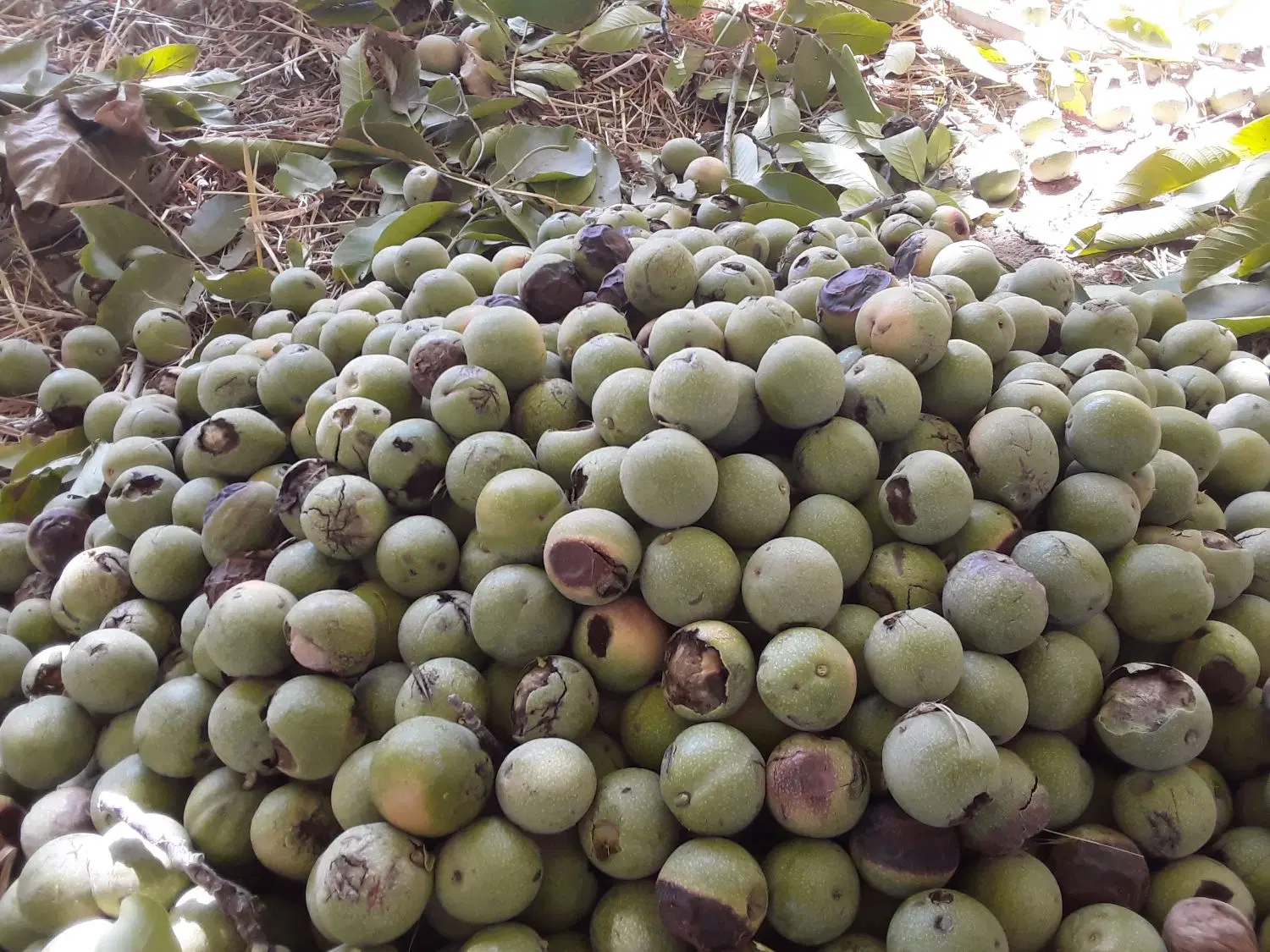 گردو|خوردنی و آشامیدنی|ایلام, |دیوار