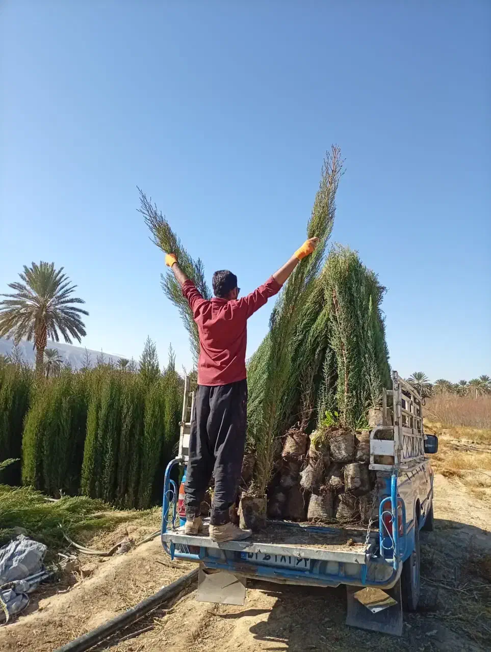 سرو ناز|گل و گیاه طبیعی|آبعلی, |دیوار