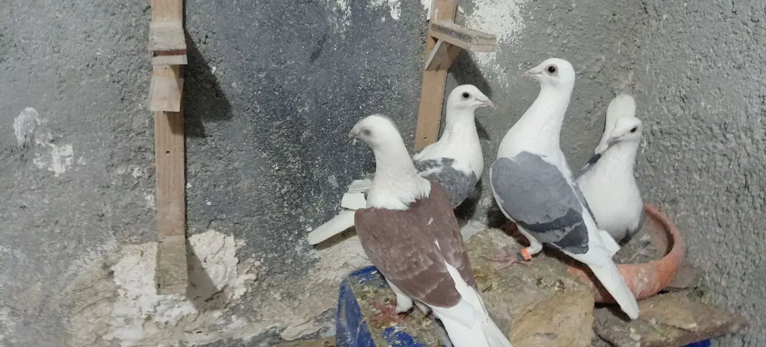 کفتر|پرنده|شیروان (خراسان), |دیوار