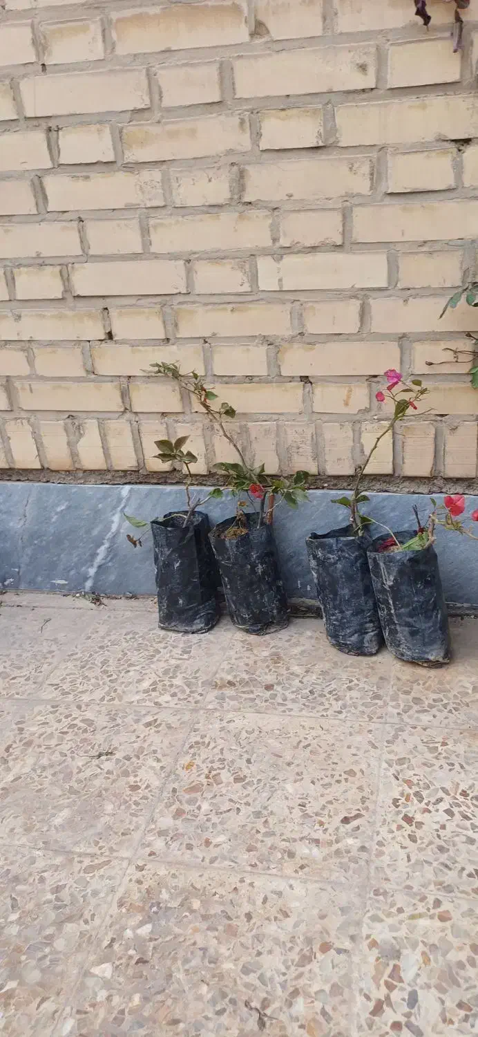 گل کاغذی|گل و گیاه طبیعی|اهواز, کوی مهدیس|دیوار