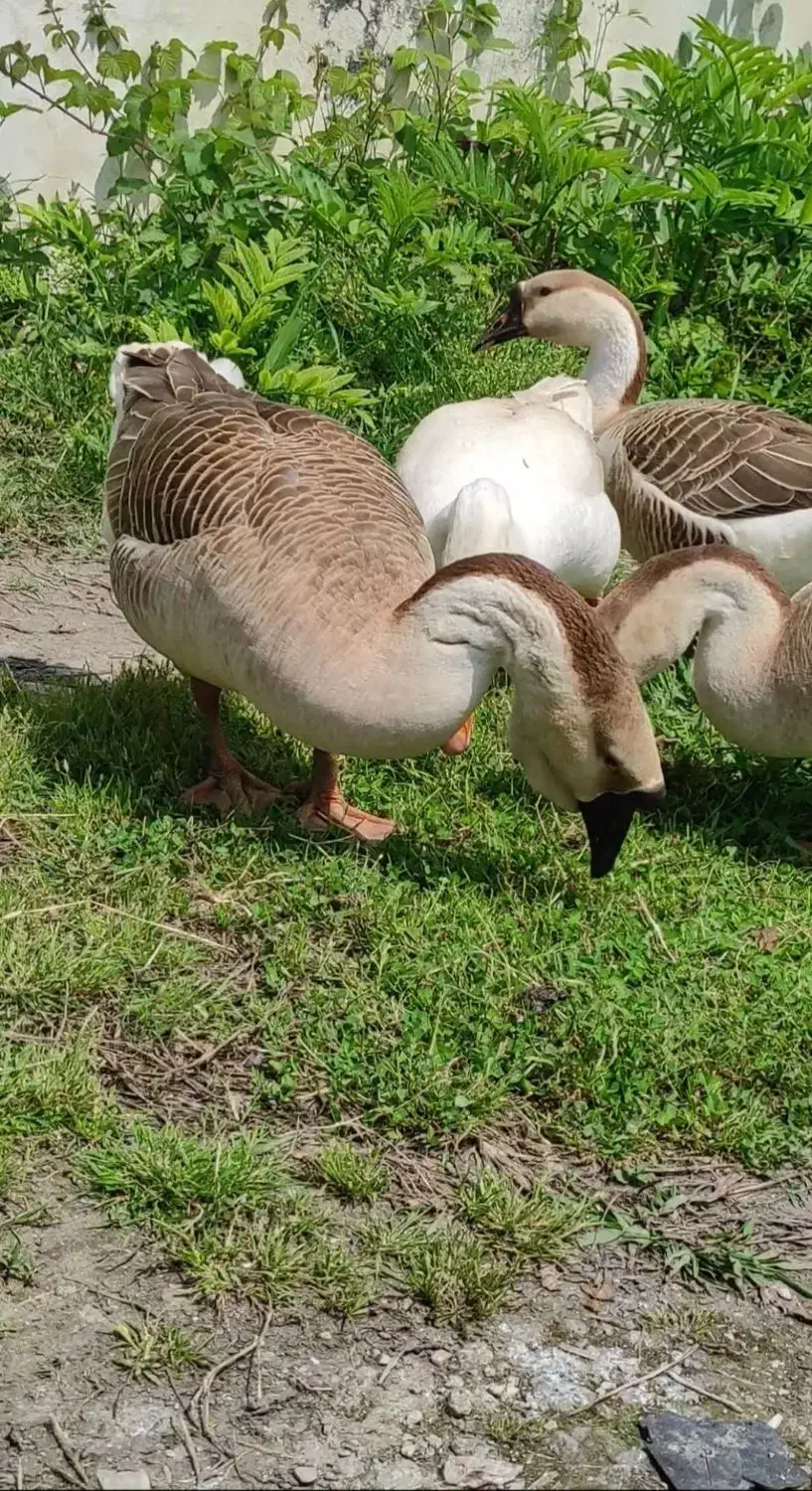 فروش غو غاز|حیوانات مزرعه|نوشهر, |دیوار