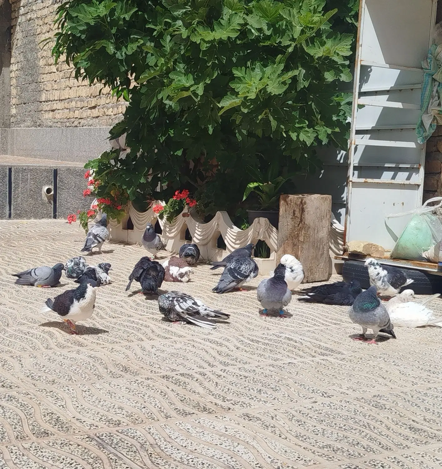 پرنده|پرنده|مرودشت, فرهنگ|دیوار