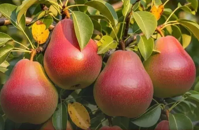گلابی|عمده‌فروشی|ایلام, |دیوار