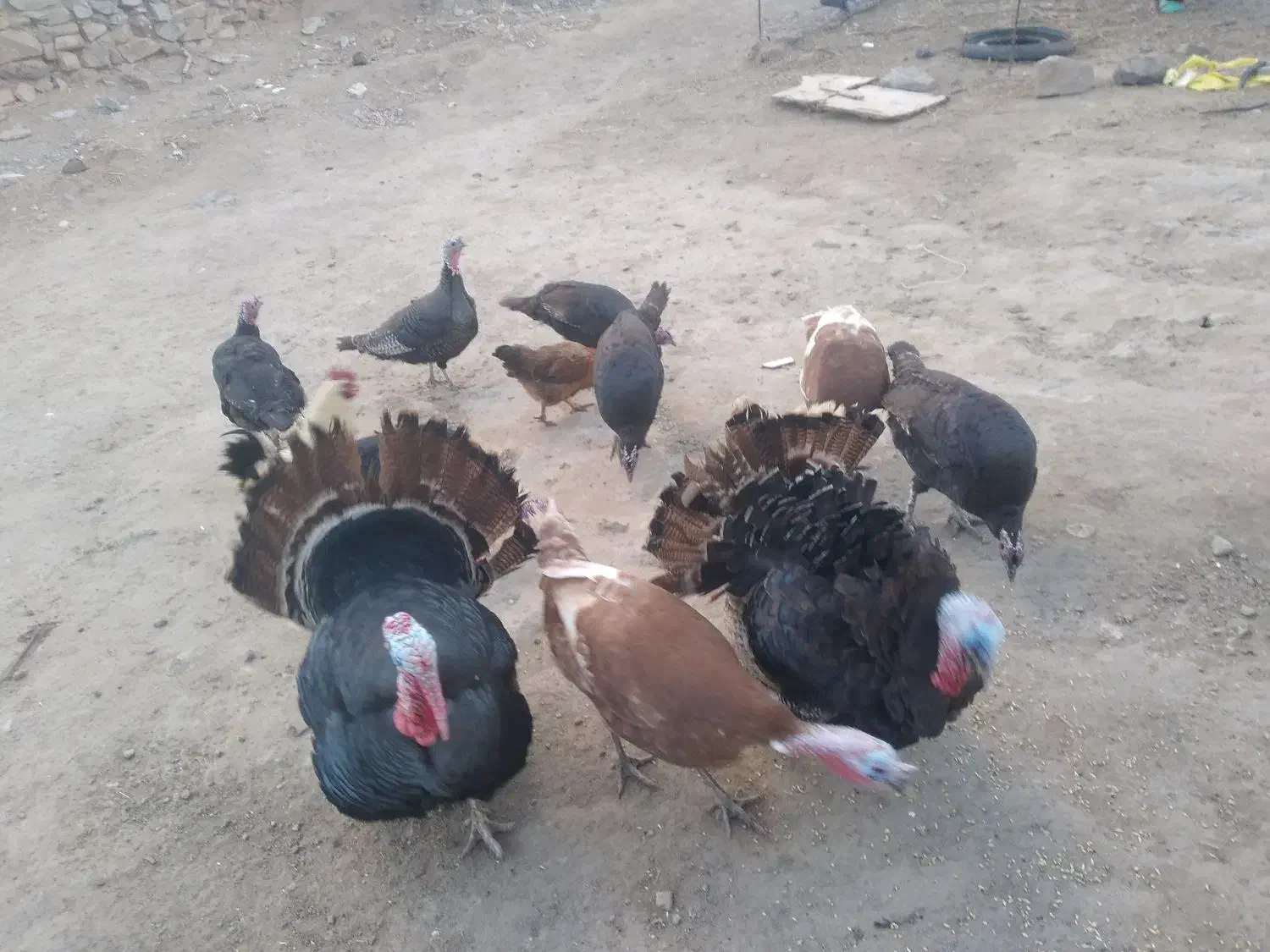 بوقلمون|حیوانات مزرعه|مشگین شهر, |دیوار