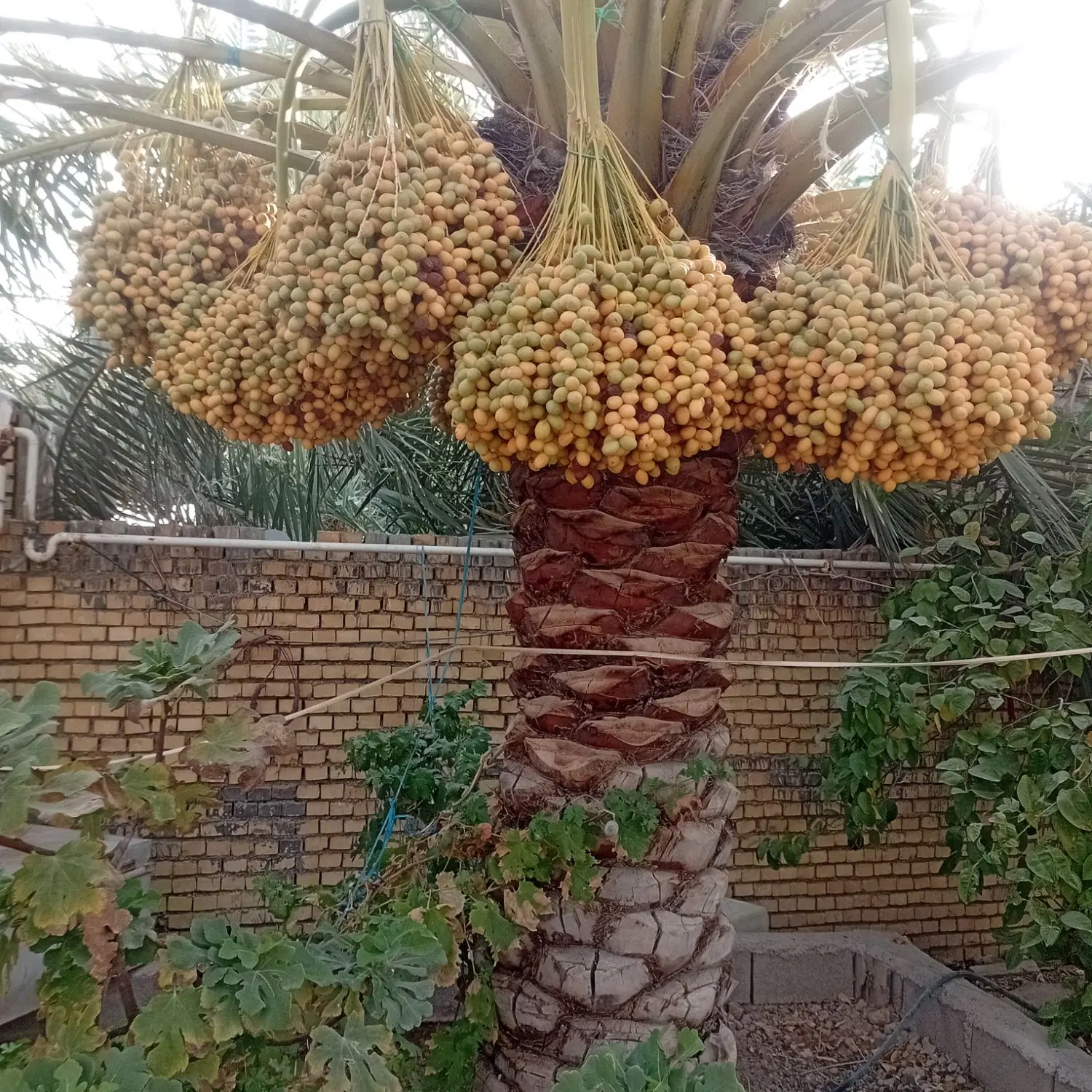 نخل|خوردنی و آشامیدنی|خرمشهر, |دیوار