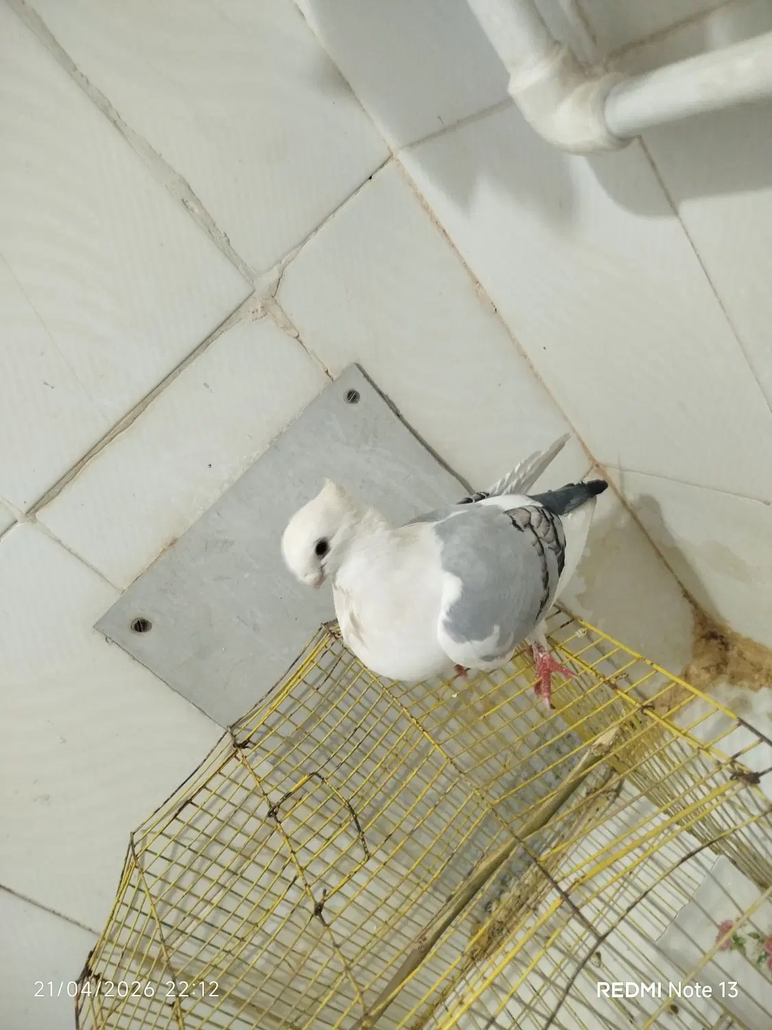 کبوتر|پرنده|دره شهر, |دیوار