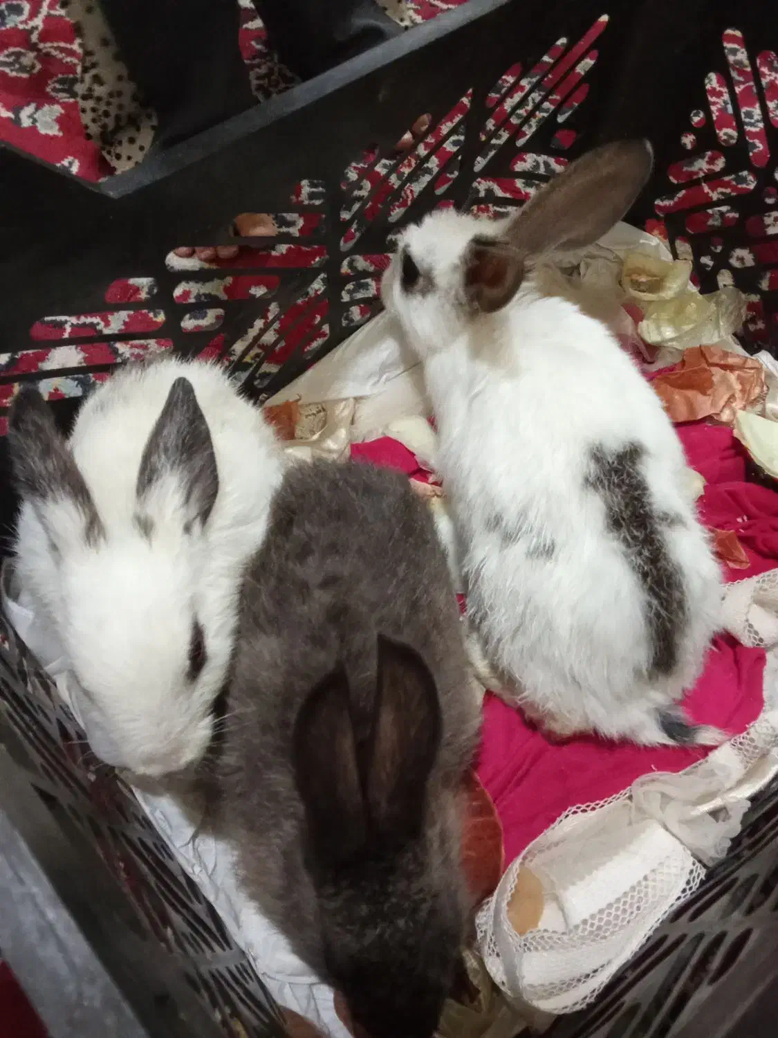 خرگوش|موش و خرگوش|زاهدان, |دیوار