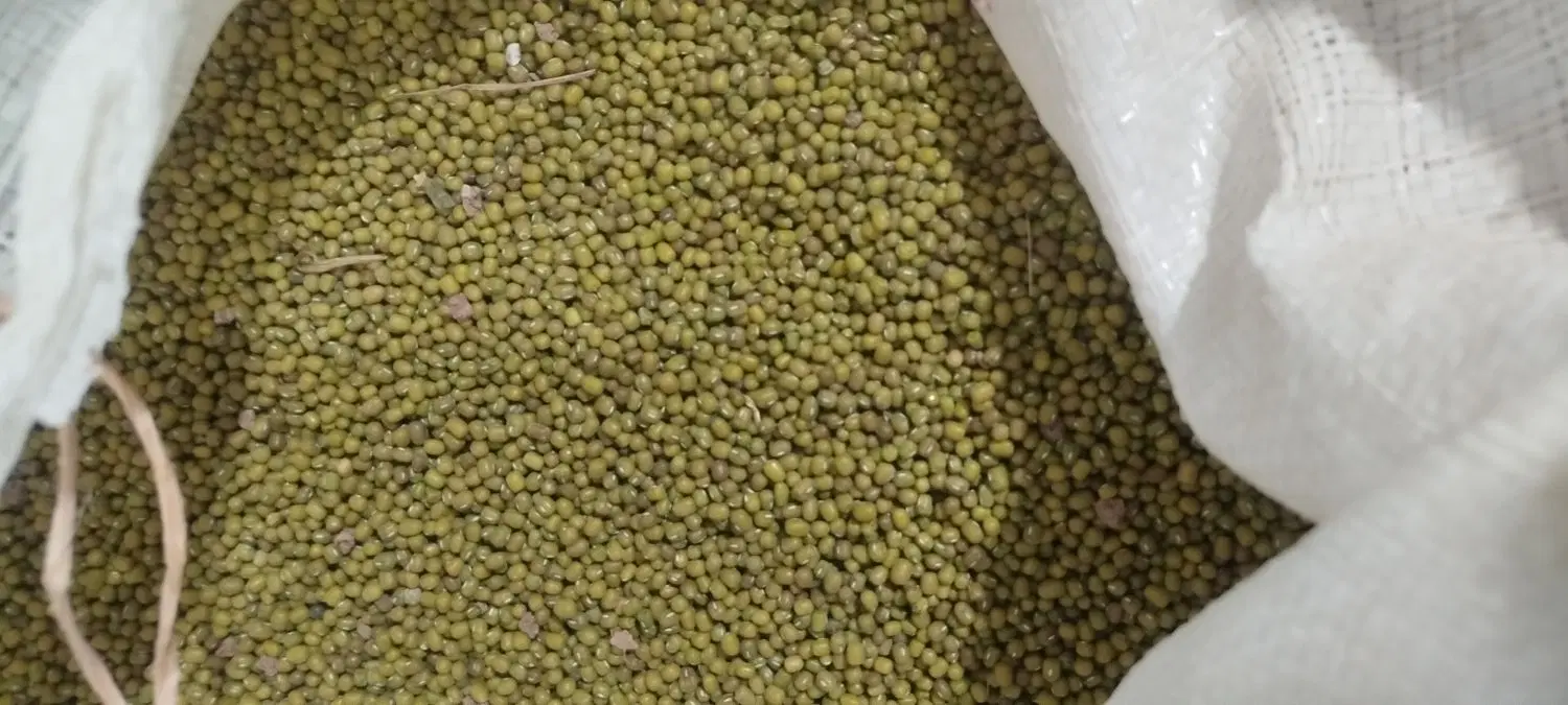 ماش|خوردنی و آشامیدنی|خرمآباد, |دیوار