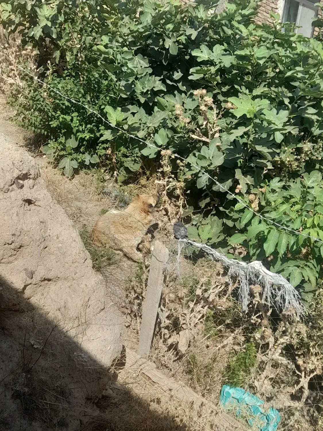 سگ گ|سگ|انگوت, |دیوار